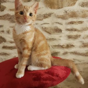 Potiron