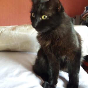Patsy