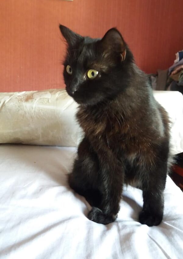 Patsy