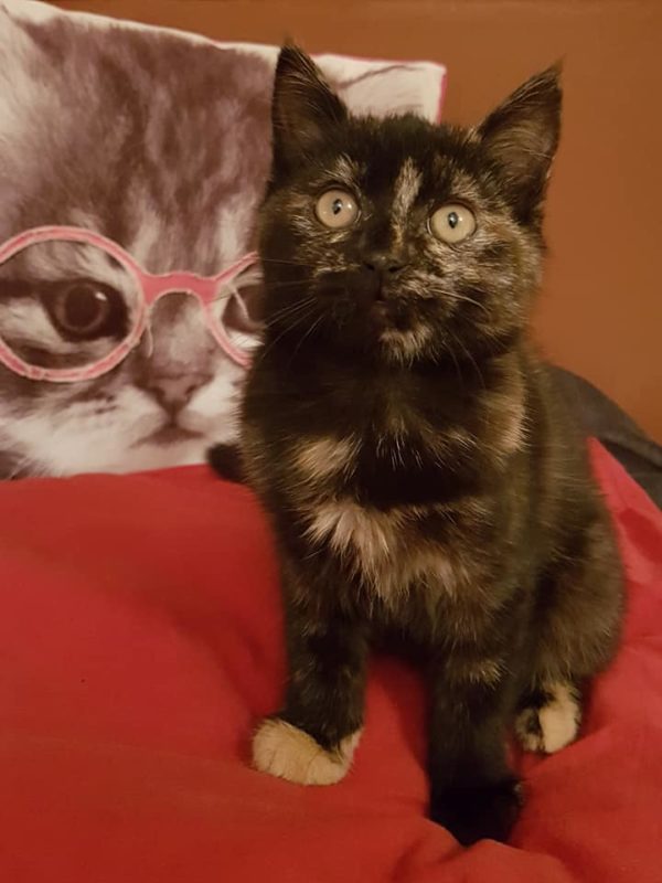 Pixie