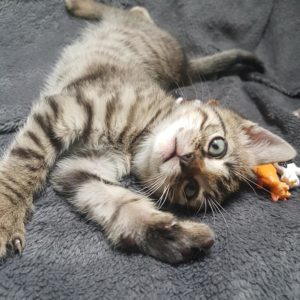 Pepper