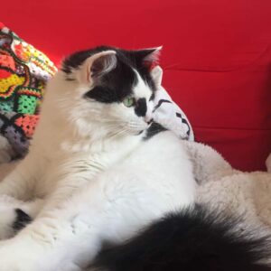 MAYA