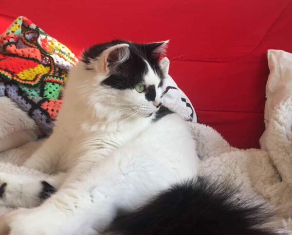 MAYA
