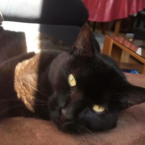 Ollie