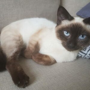 Perdita