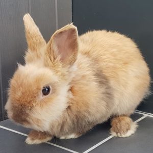 Albert