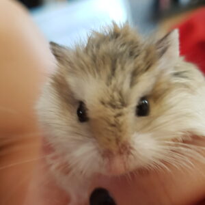 Leonardo