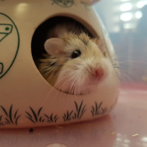 Michelangelo