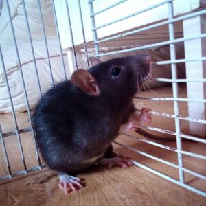 Ratigan