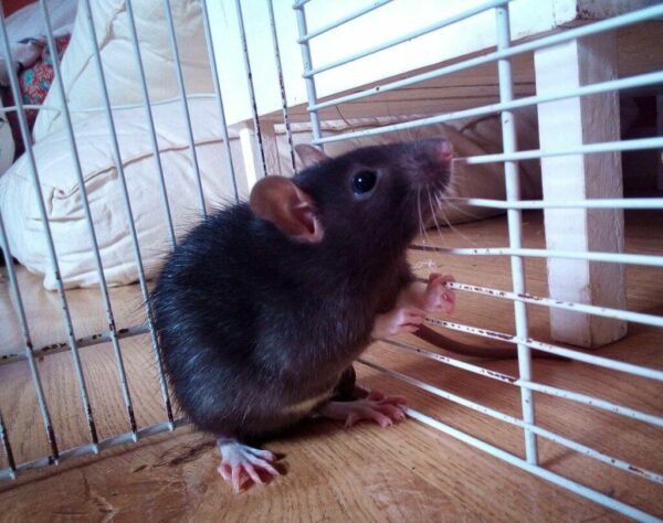 Ratigan