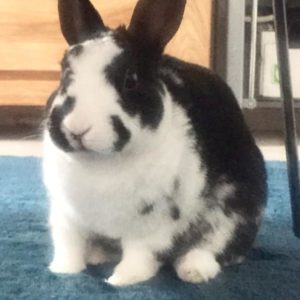 Berlioz