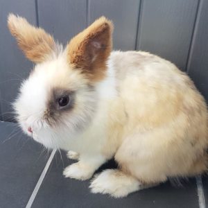 Pierre