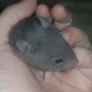 Pénélope