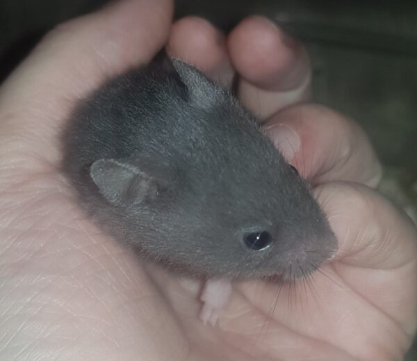 Pénélope