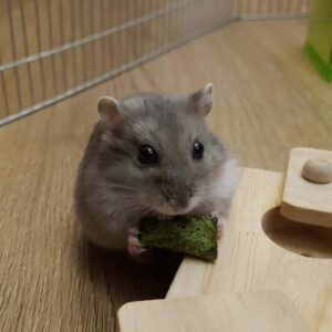 Chibi