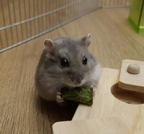 Chibi
