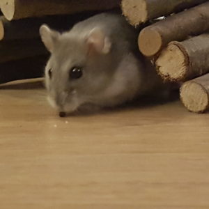 Chihiro