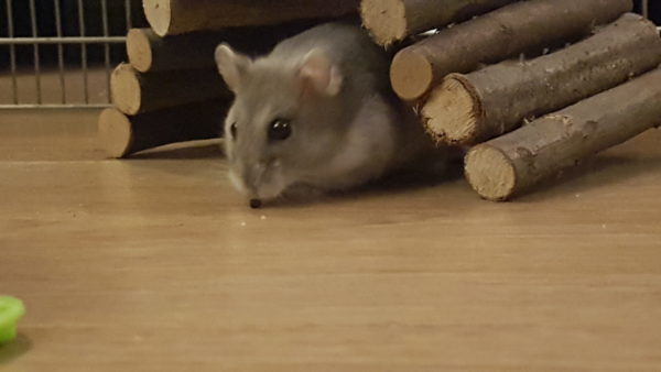 Chihiro