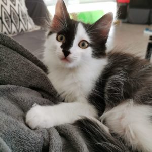 Rajah