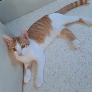 SHERE KHAN