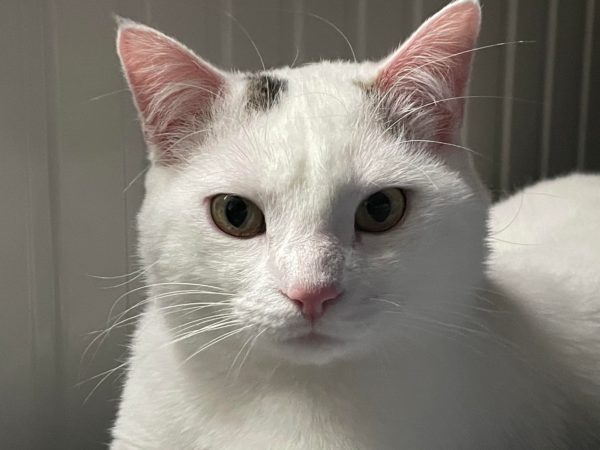 PERCY – Image 3