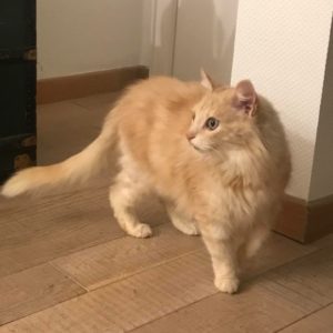 PRINCE