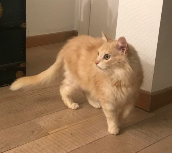 PRINCE