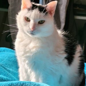 MIMI