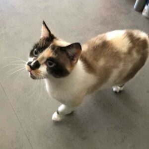 STELLA