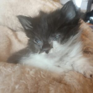 MOLLY