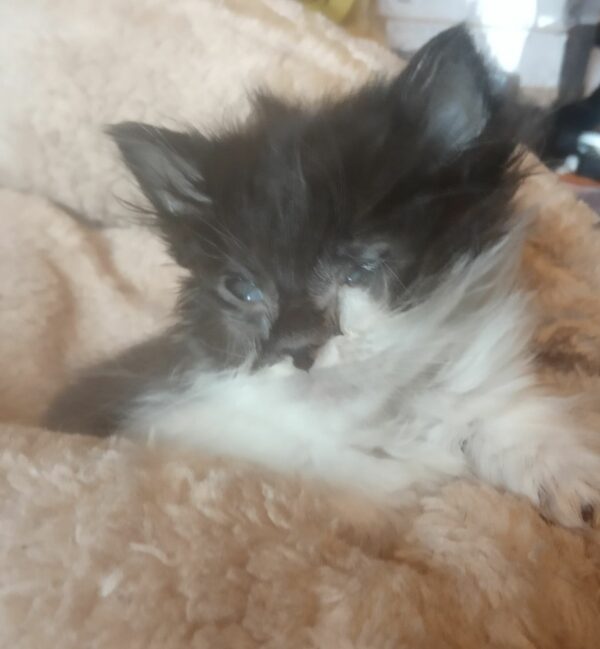 MOLLY