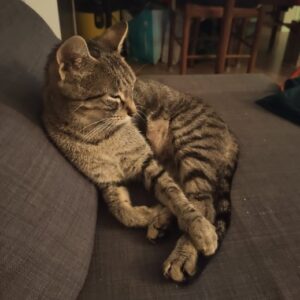 LILI