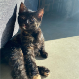 KIRA