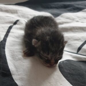 SAMMY