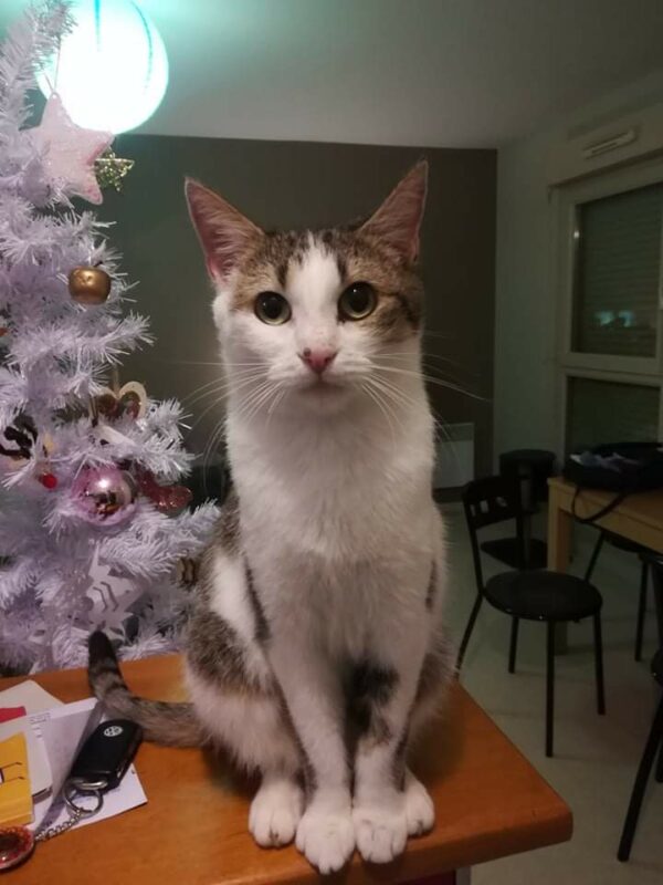 VESTA