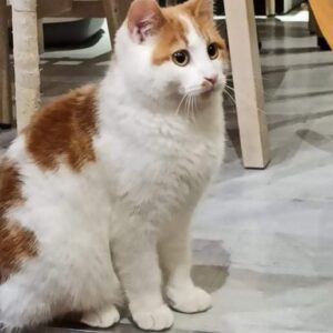 SVEN