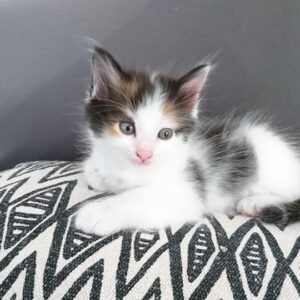 ROXY