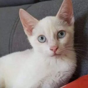 TISNOW