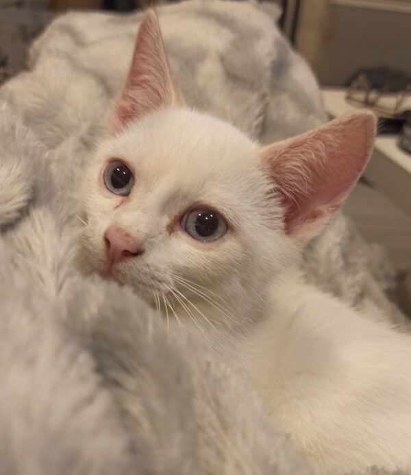 TISNOW – Image 2