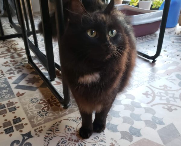 BAGHEERA – Image 2