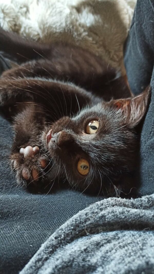 TIMMY