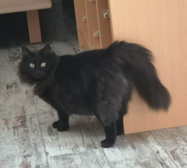 BAGHEERA – Image 3