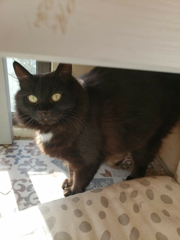 BAGHEERA – Image 4