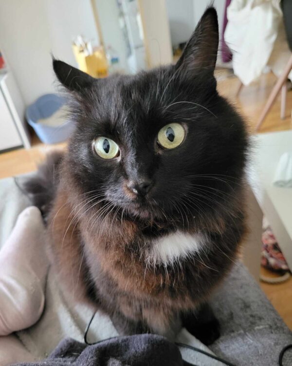 BAGHEERA