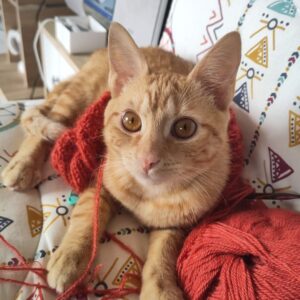 CARAMEL
