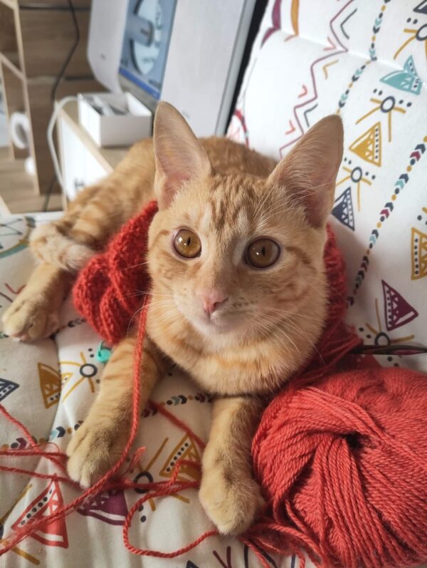 CARAMEL