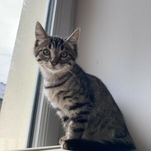 TINO