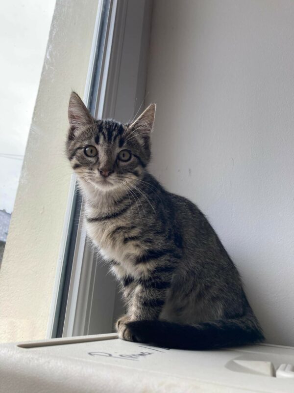 TINO