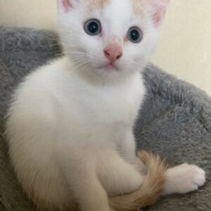TITOU