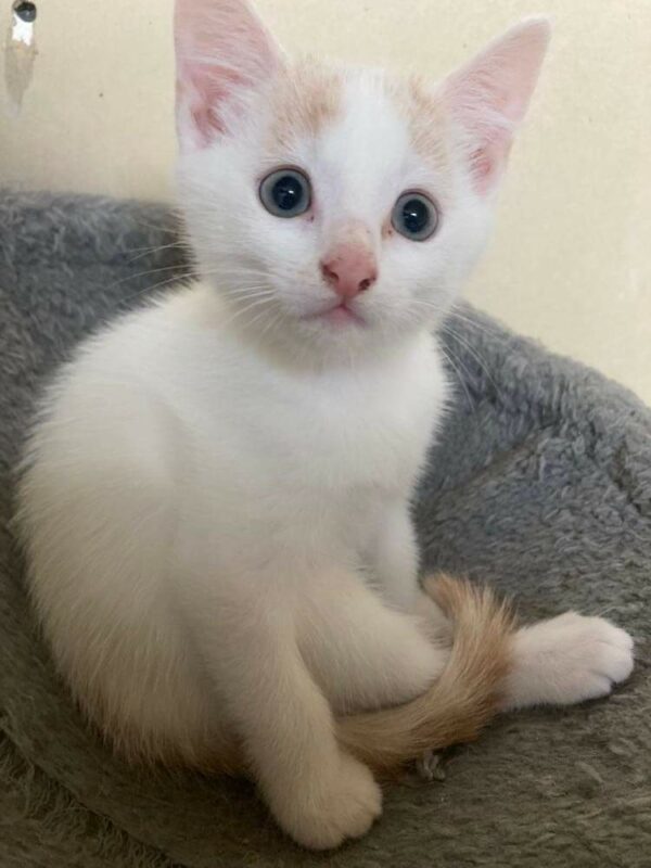 TITOU